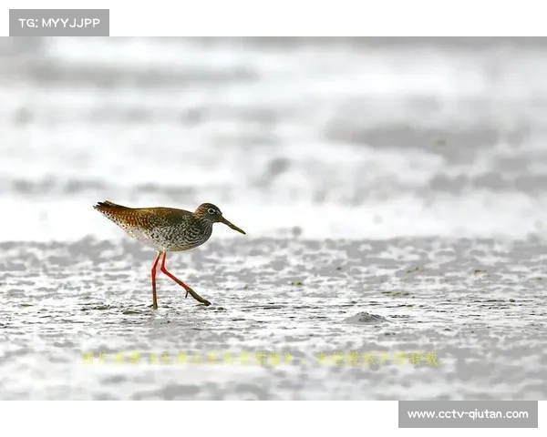 天津观测鸟类达475种，生态体育融合现新模式。